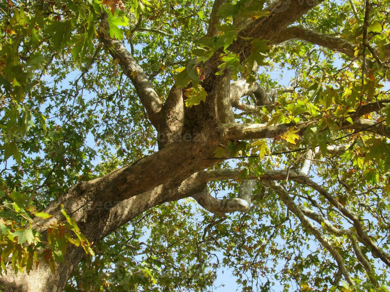 bordo copa de árvore dentro a verão foto