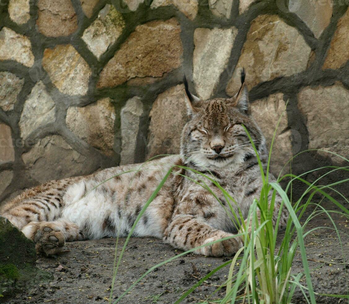 lince gato em repouso de a parede de pedra foto