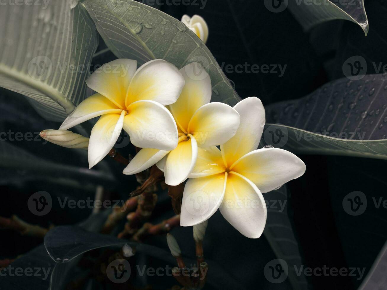 lindo amarelo plumeria flores foto