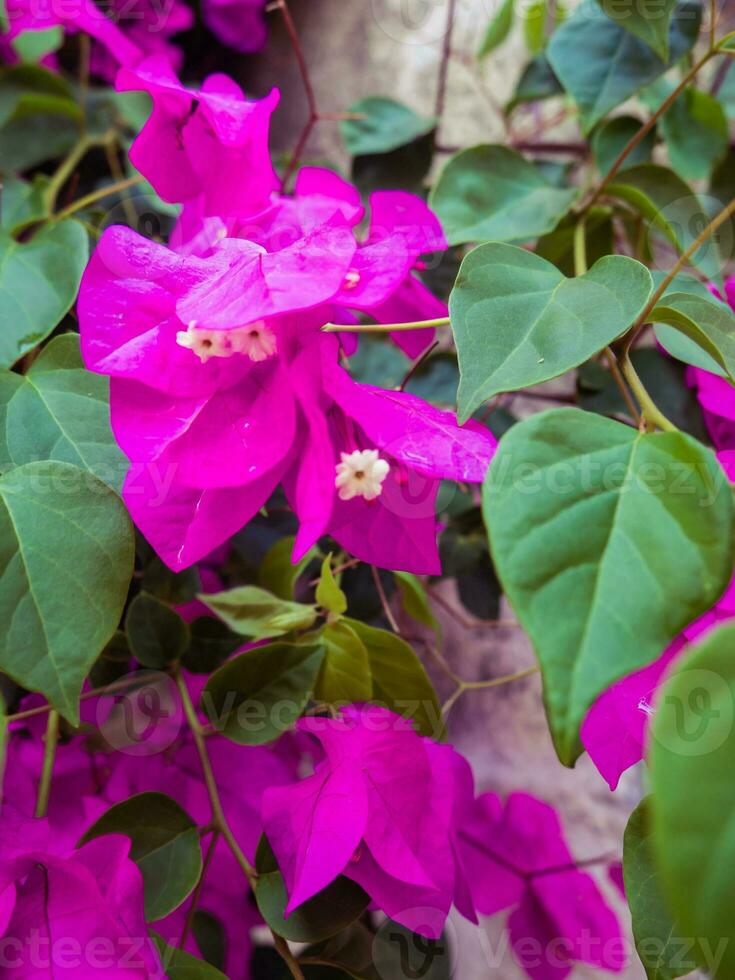 lindo roxa buganvílias flores dentro cheio flor - fechar-se tiro foto
