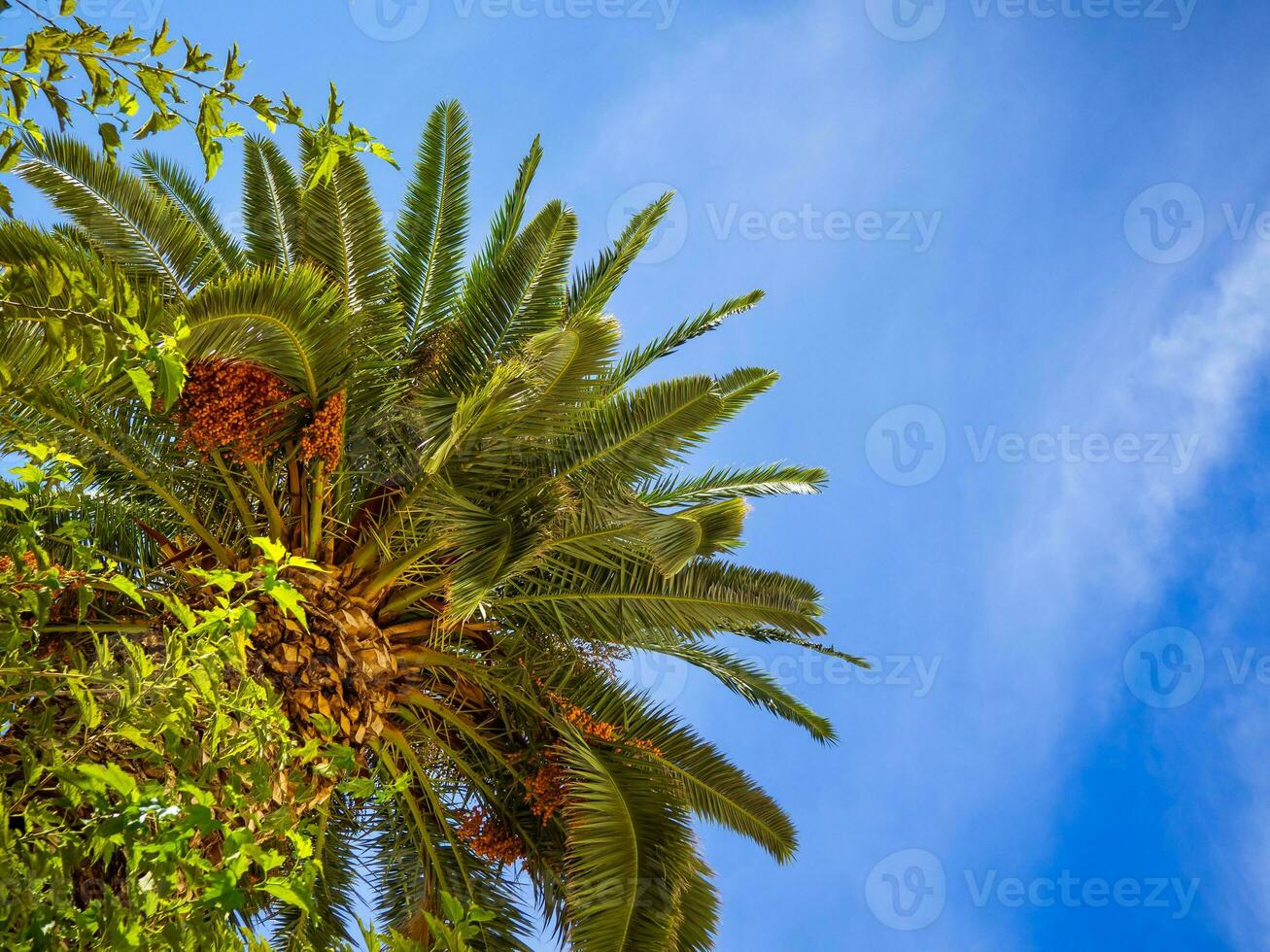 grande Palma árvore marquise com parcialmente nublado céu fundo foto