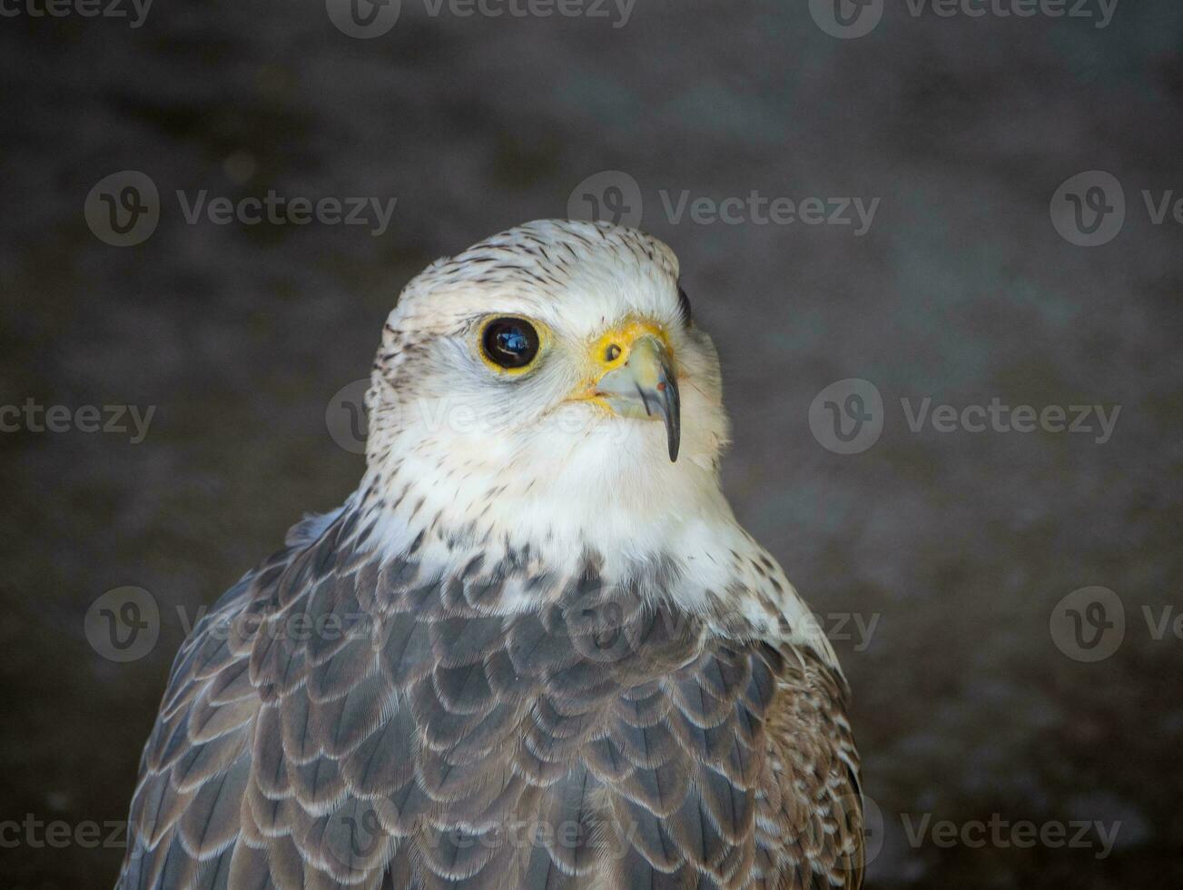 lindo branco encabeçado árabe falcão - fechar-se tiro foto