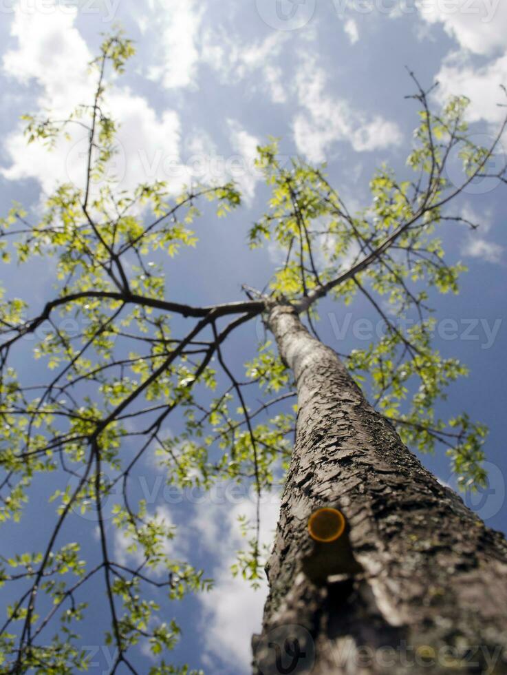 verão árvore dentro a Sol raios foto