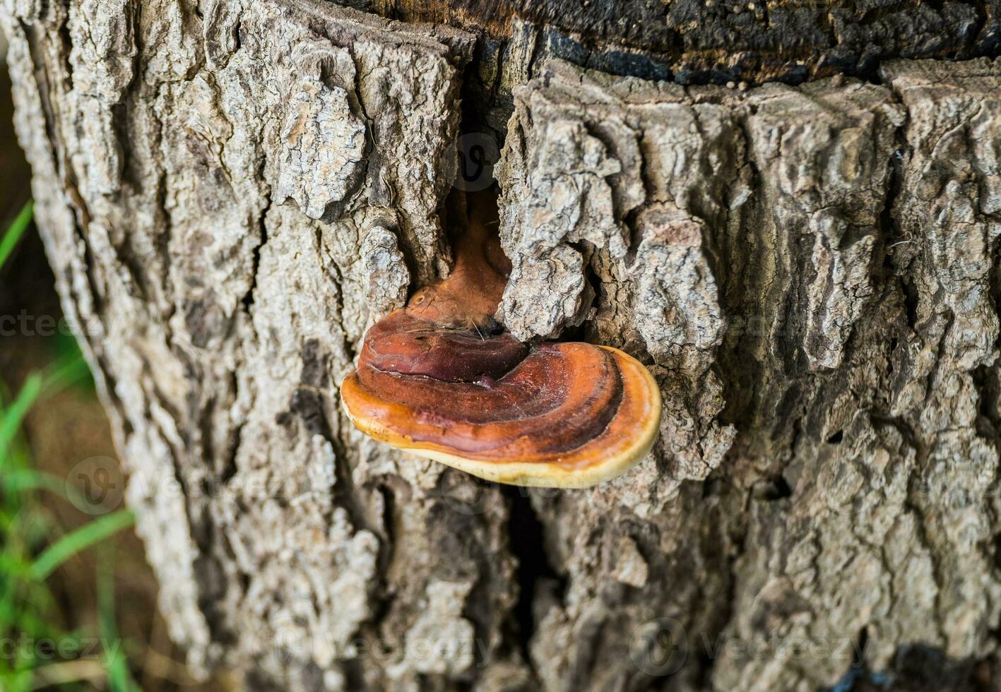 fungo cogumelo Castanho peça crescer foto