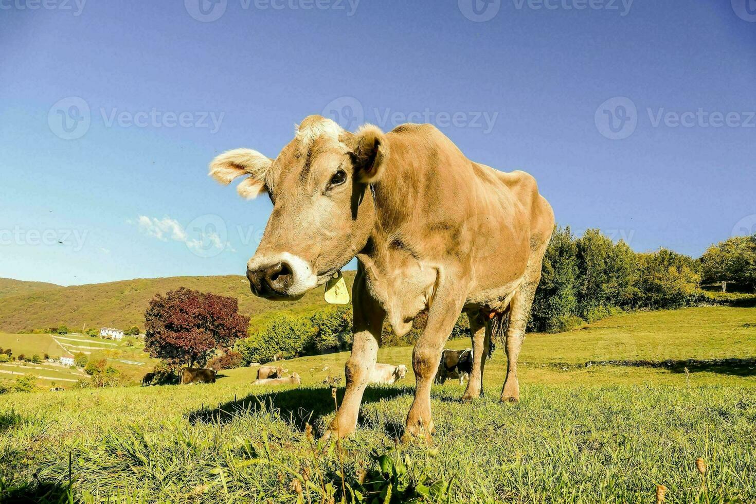 fechar acima do uma vaca foto