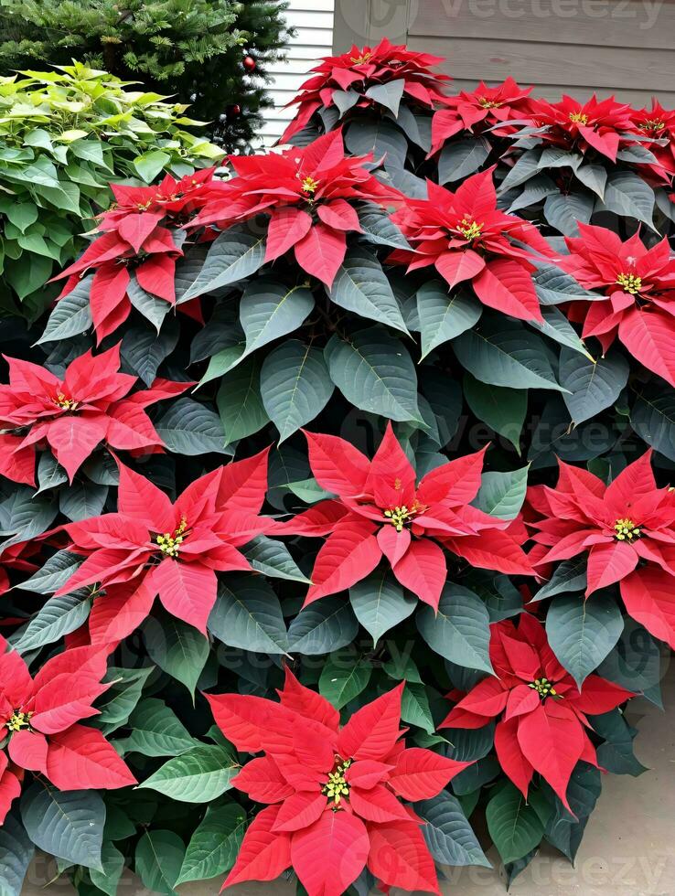 foto do Natal poinsétia plantar dentro florescer. ai gerado