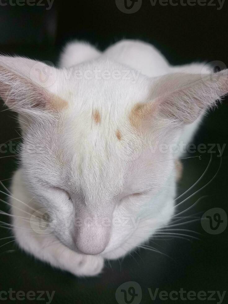 uma fofa pequeno branco gato é dormindo Felizmente. foto