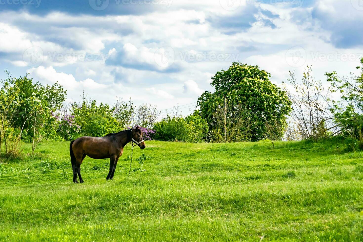 lindo garanhão de cavalo selvagem marrom no prado de flores de verão foto