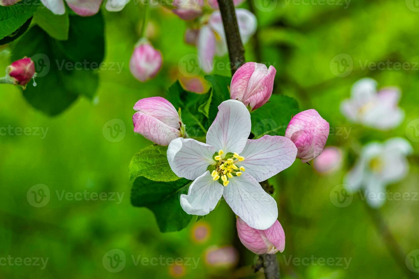 fotografia em tema lindo fruta ramo maçã árvore com natural folhas debaixo limpar \ limpo céu foto
