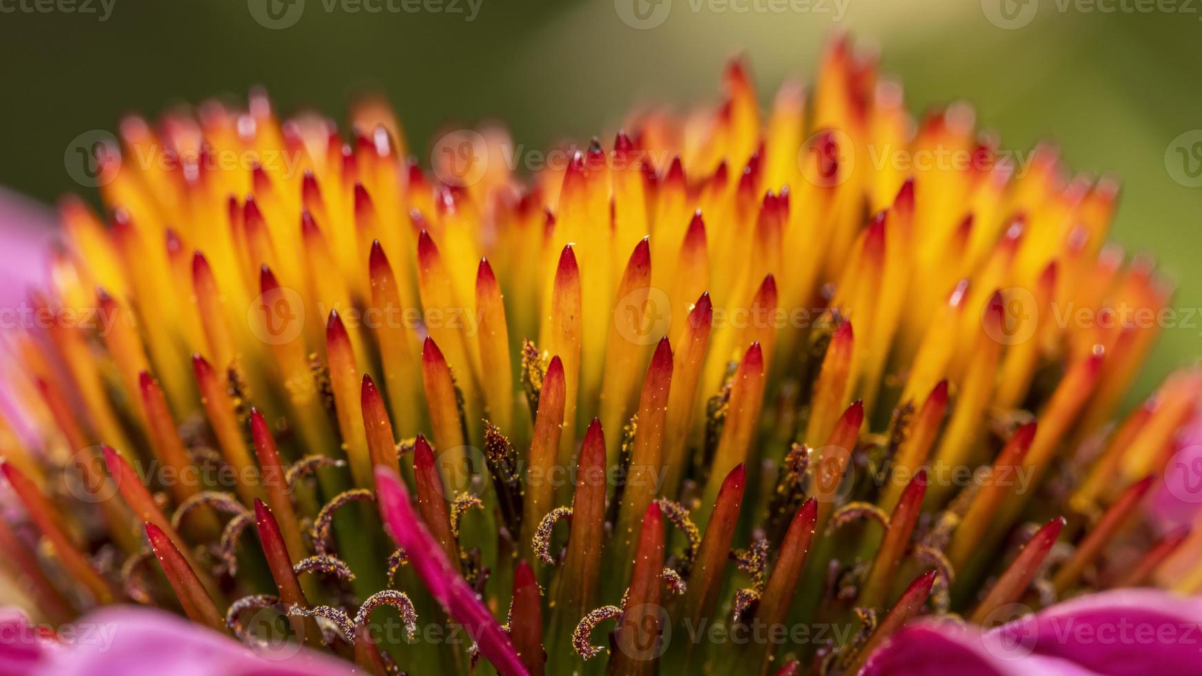 close up shot de detalhes de flores em cone foto