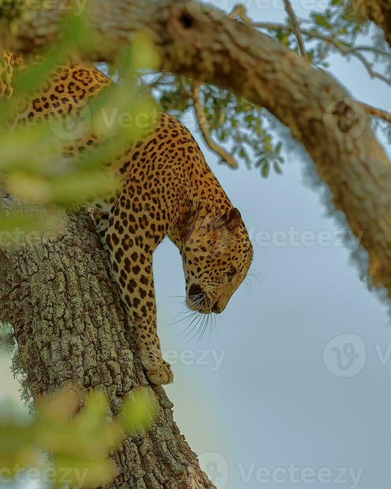 a leopardo dentro a floresta é chegando baixa a partir de a árvore foto