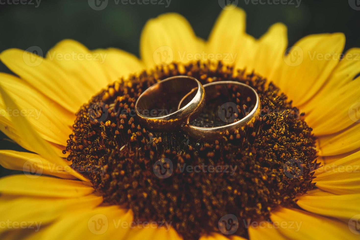 duas alianças de ouro caídas sobre um grande girassol foto