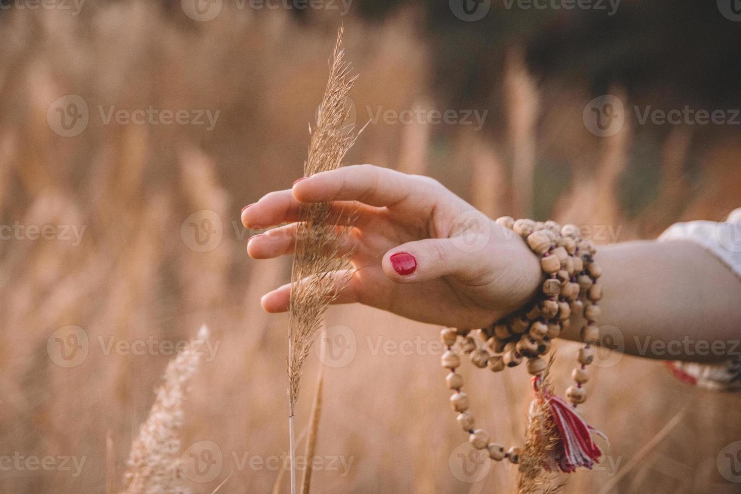 mão de mulher tocando grama seca amarela foto
