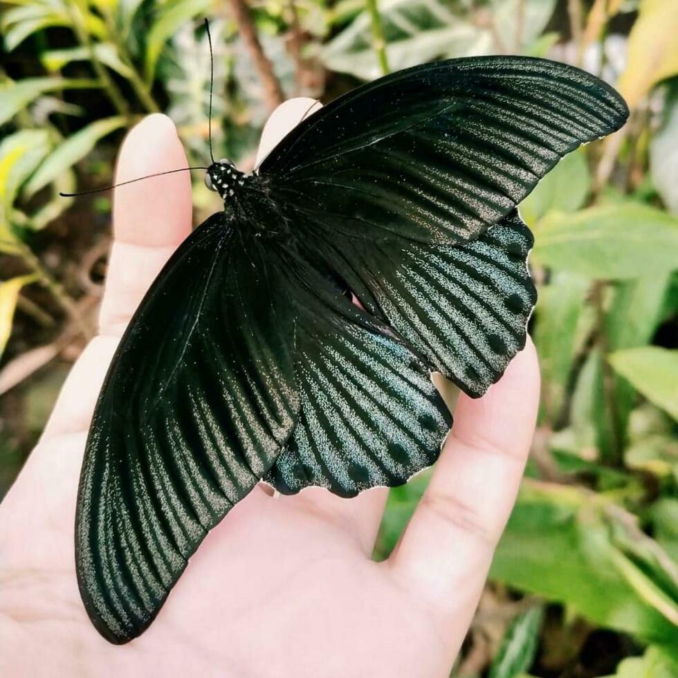 fechar-se do lindo borboleta em flor borboleta com vibrante asas em uma flor, mantido de uma mão. foto