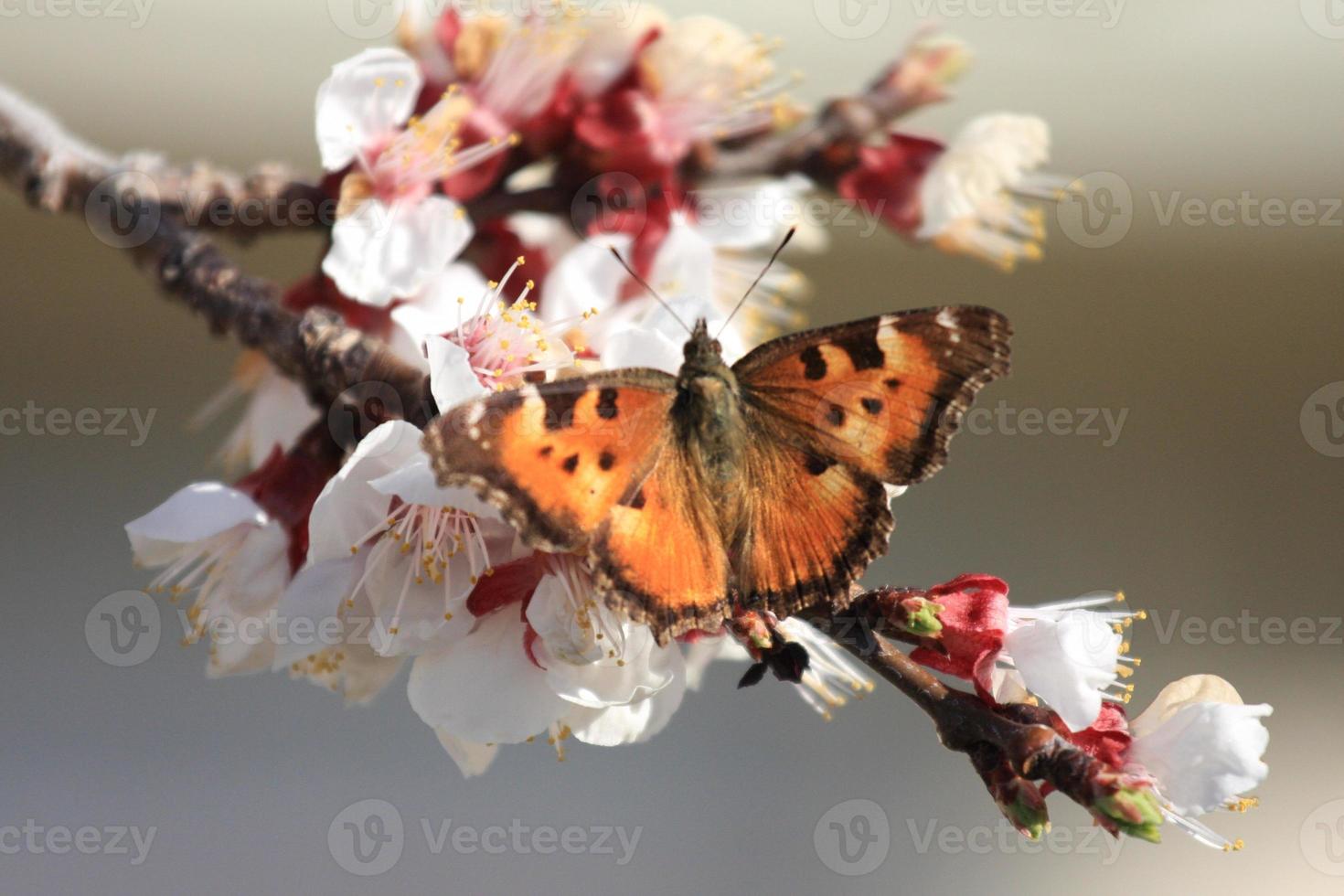 borboleta laranja em flores de damasco foto