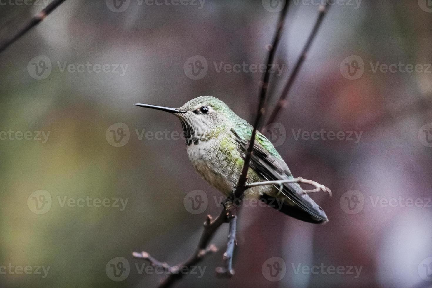 colibri fêmea verde foto