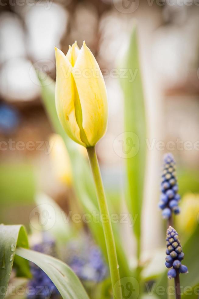 tulipa na primavera foto