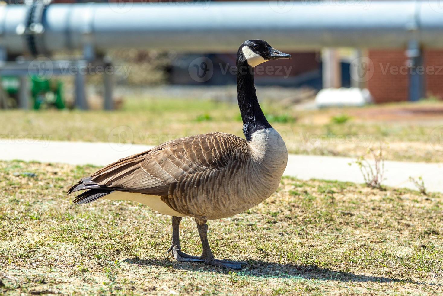 ganso cinza canadense pastando na natureza foto