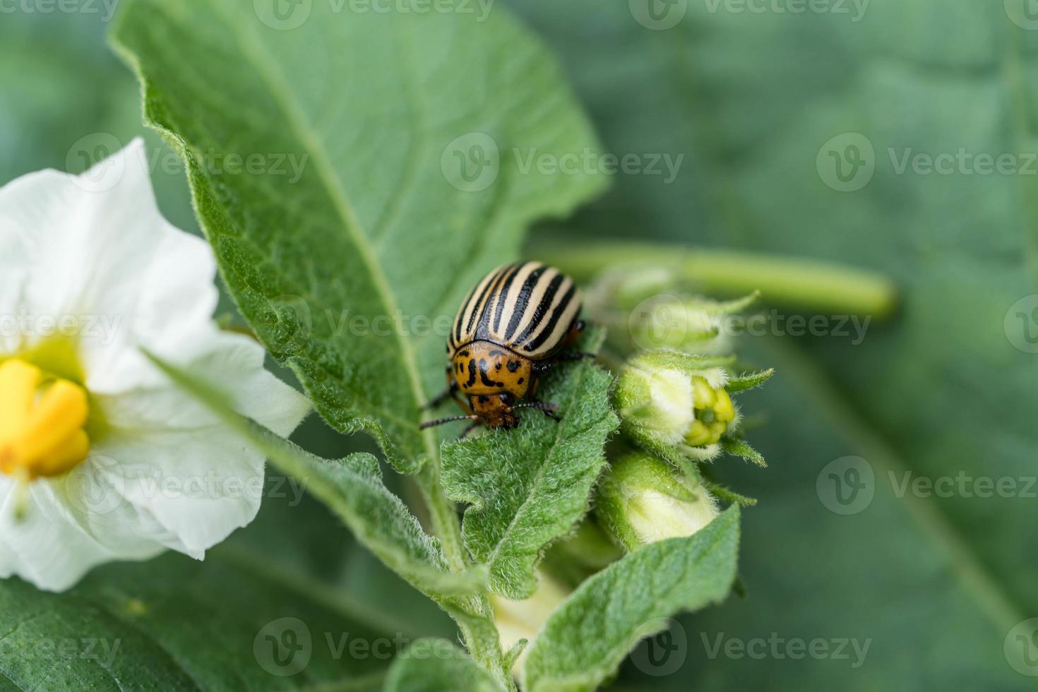 o besouro do colorado destrói as folhas das plantas de batata foto