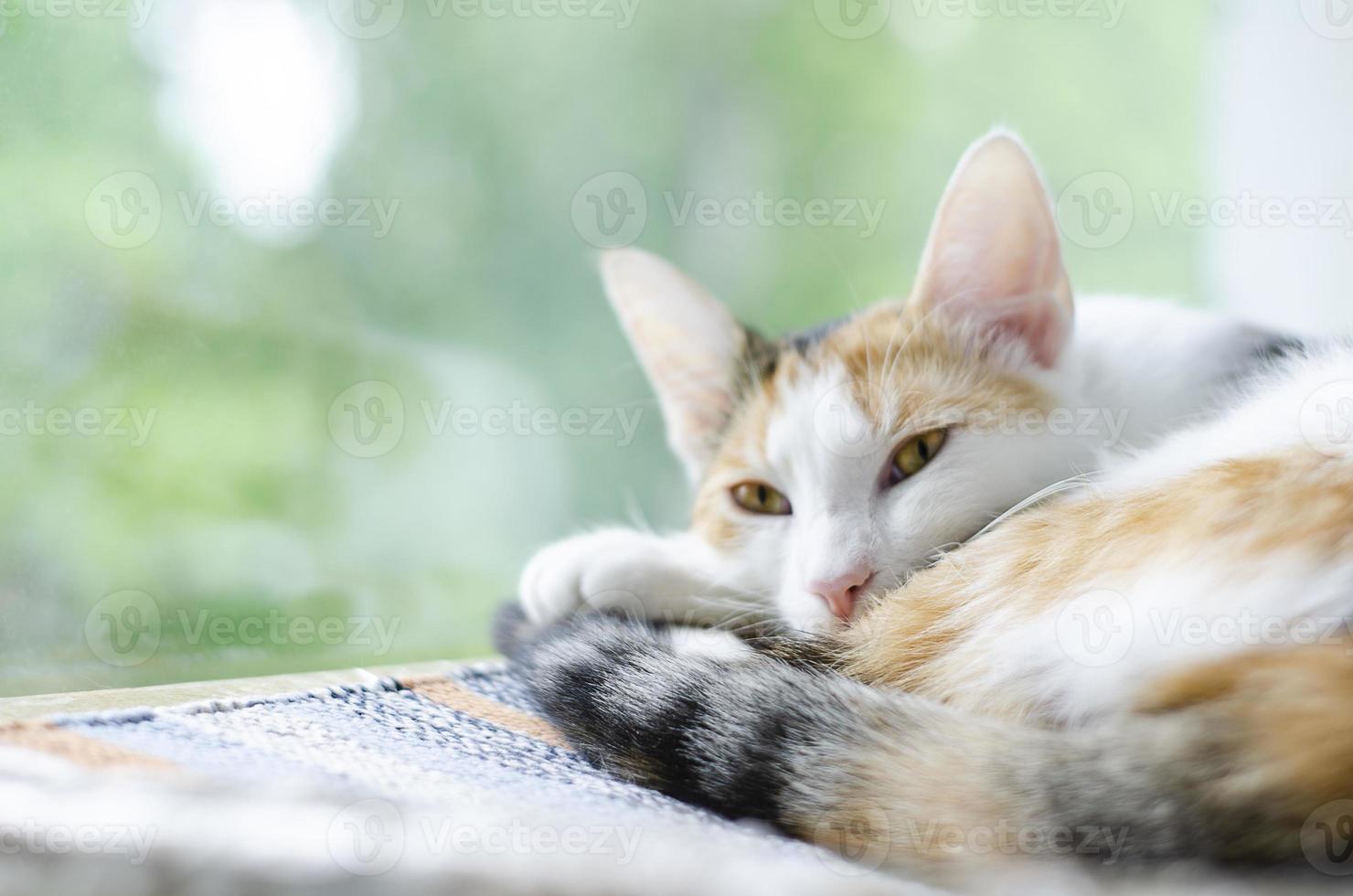 gato tricolor dormindo perto da janela foto