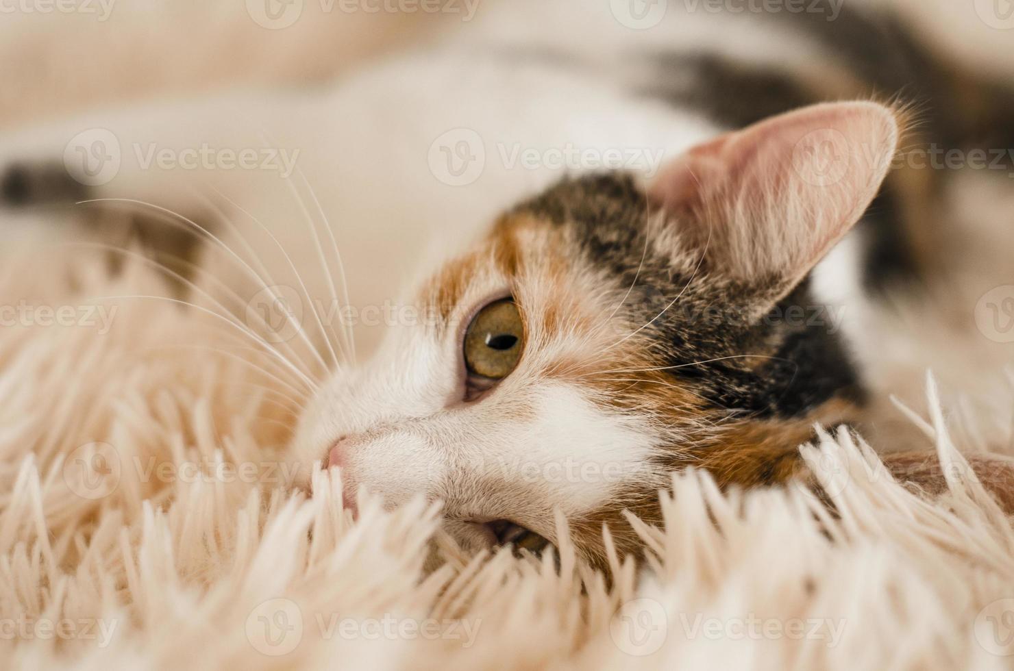 gato doméstico tricolor foto