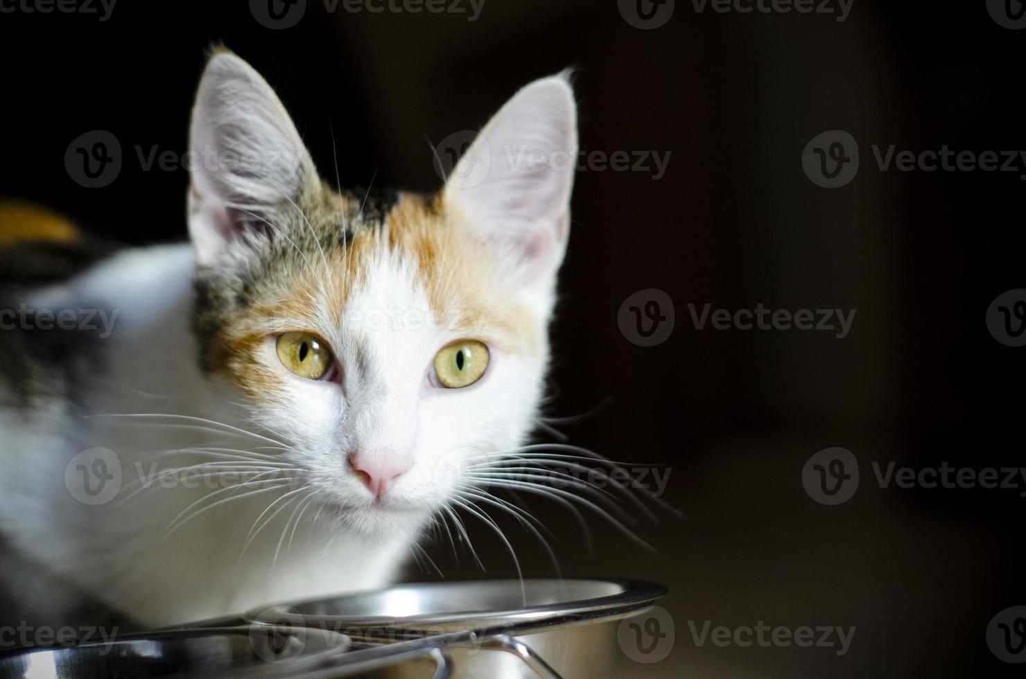 gato tricolor faminto come comida seca foto