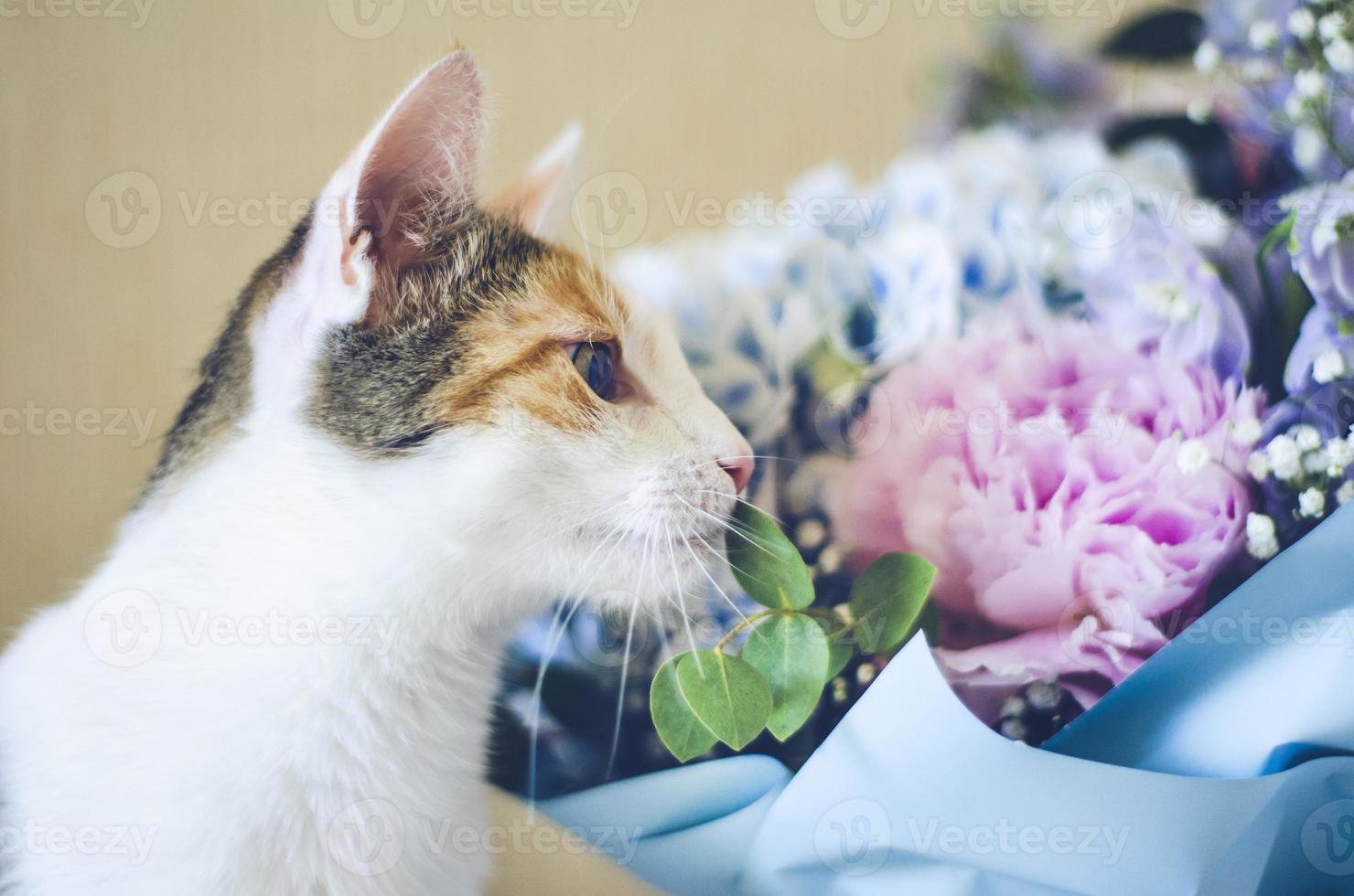 gato doméstico tricolor cheirando flores foto