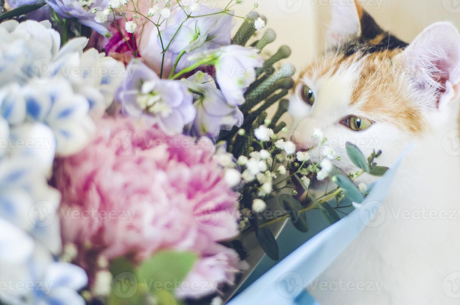 gato doméstico tricolor cheirando flores foto