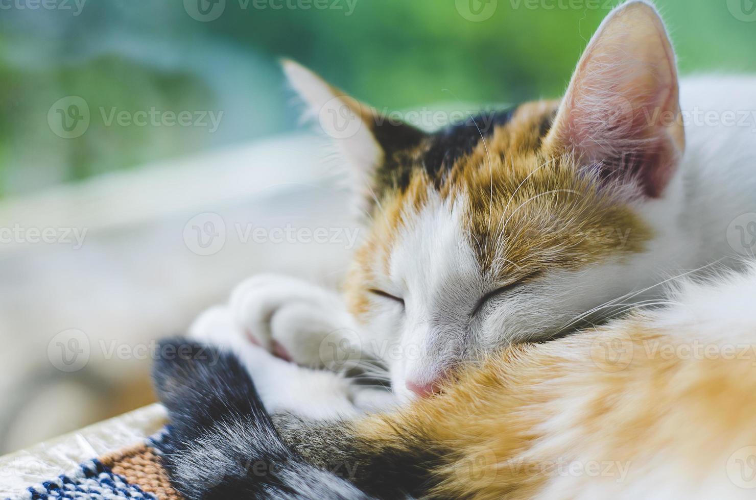 gato tricolor dormindo perto da janela foto