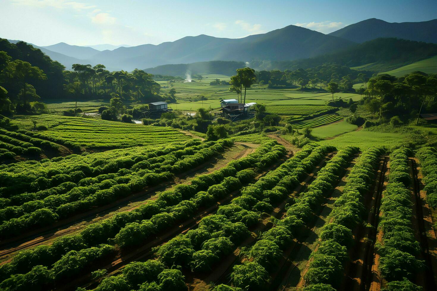 lindo Visão do uma chá campo plantação, Vinhedo Fazenda ou morango jardim dentro a verde colinas às nascer do sol conceito de ai gerado foto