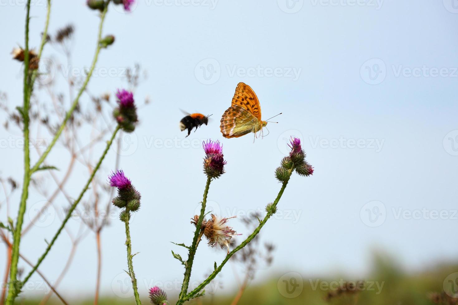 borboleta em um cardo no verão foto