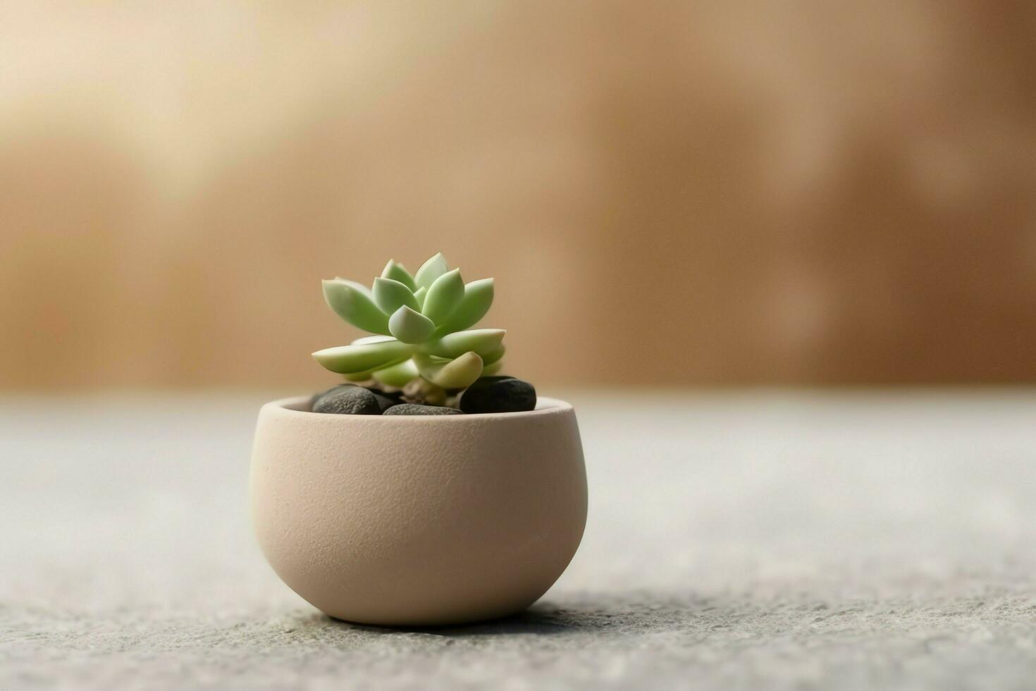 em vaso suculento plantar gasteria ou pequeno cacto com cópia de espaço. casa jardinagem e minimalista plantar conceito de ai gerado foto