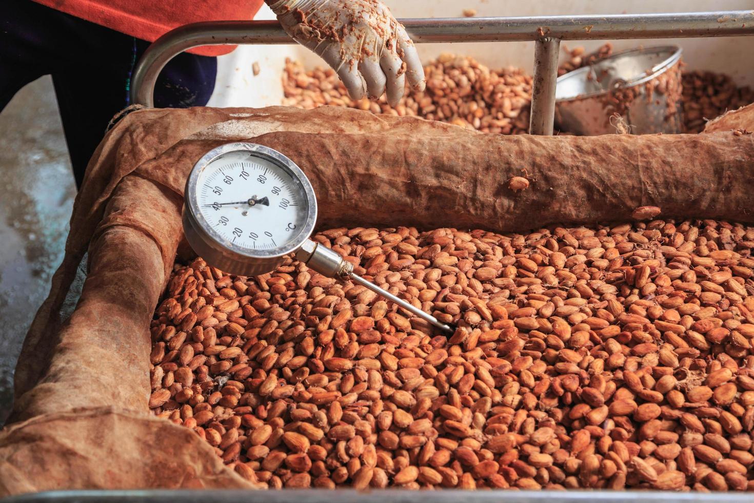 medir a temperatura dos grãos de cacau fermentados. foto