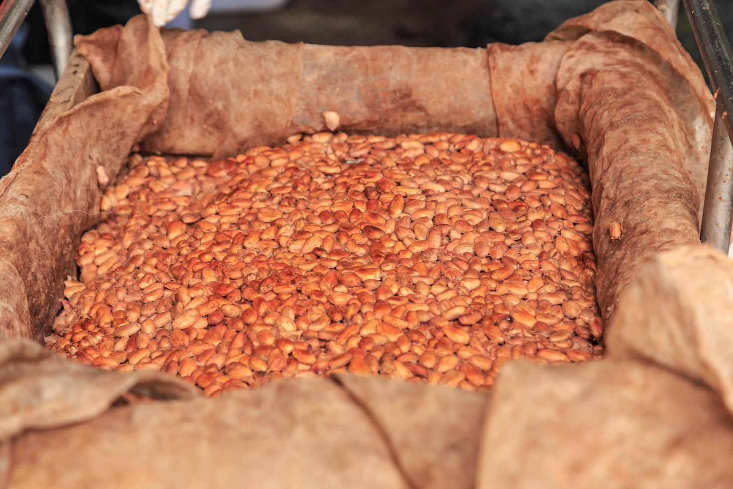 o processo de fermentação de grãos de cacau frescos para fazer chocolate foto