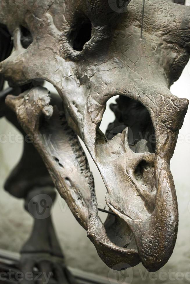 fóssil de esqueleto de dinossauro pré-histórico antigo foto