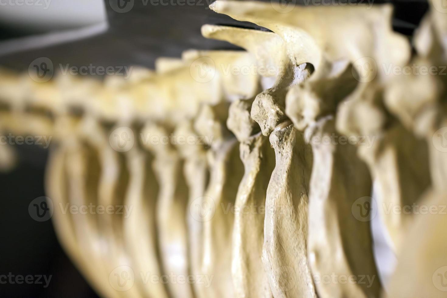 fóssil de esqueleto de dinossauro pré-histórico antigo foto