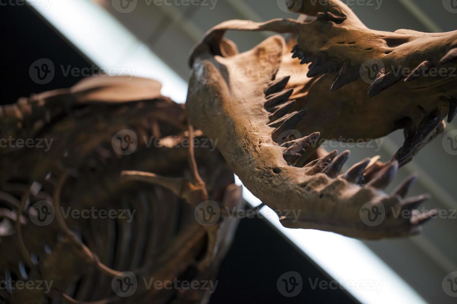 fóssil de esqueleto de dinossauro pré-histórico antigo foto