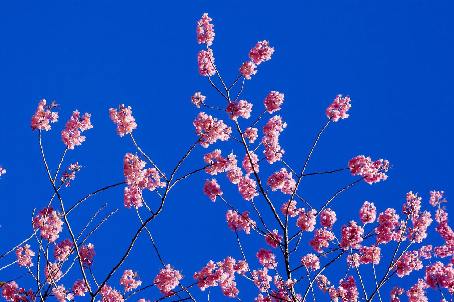 lindas flores de cerejeira foto