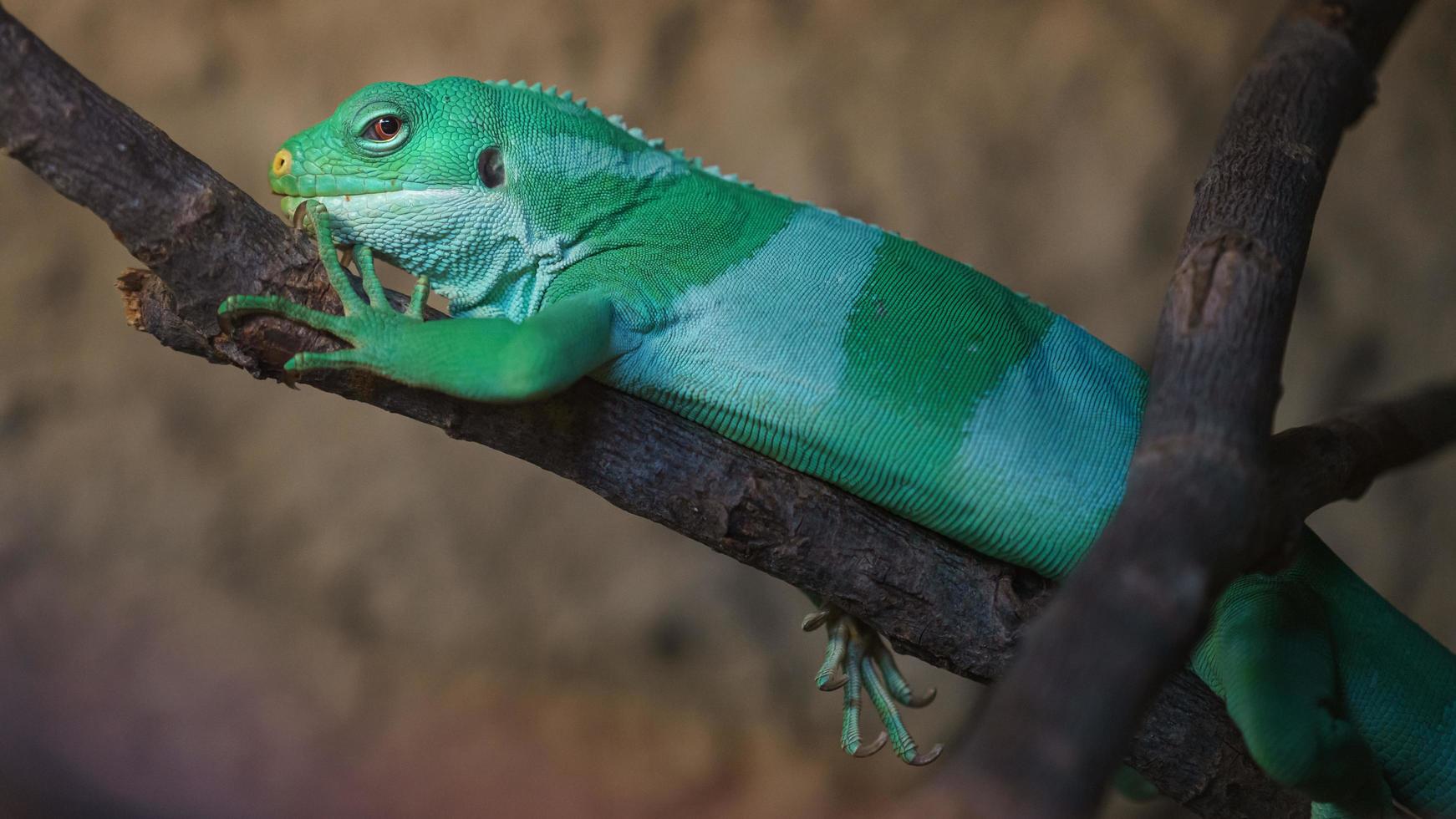 iguana anilhada de fiji foto