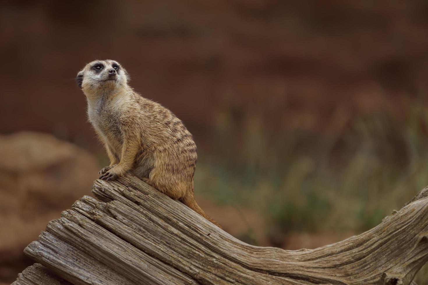 retrato de meerkat foto