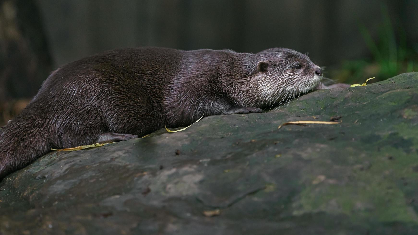 lontra asiática com garras foto