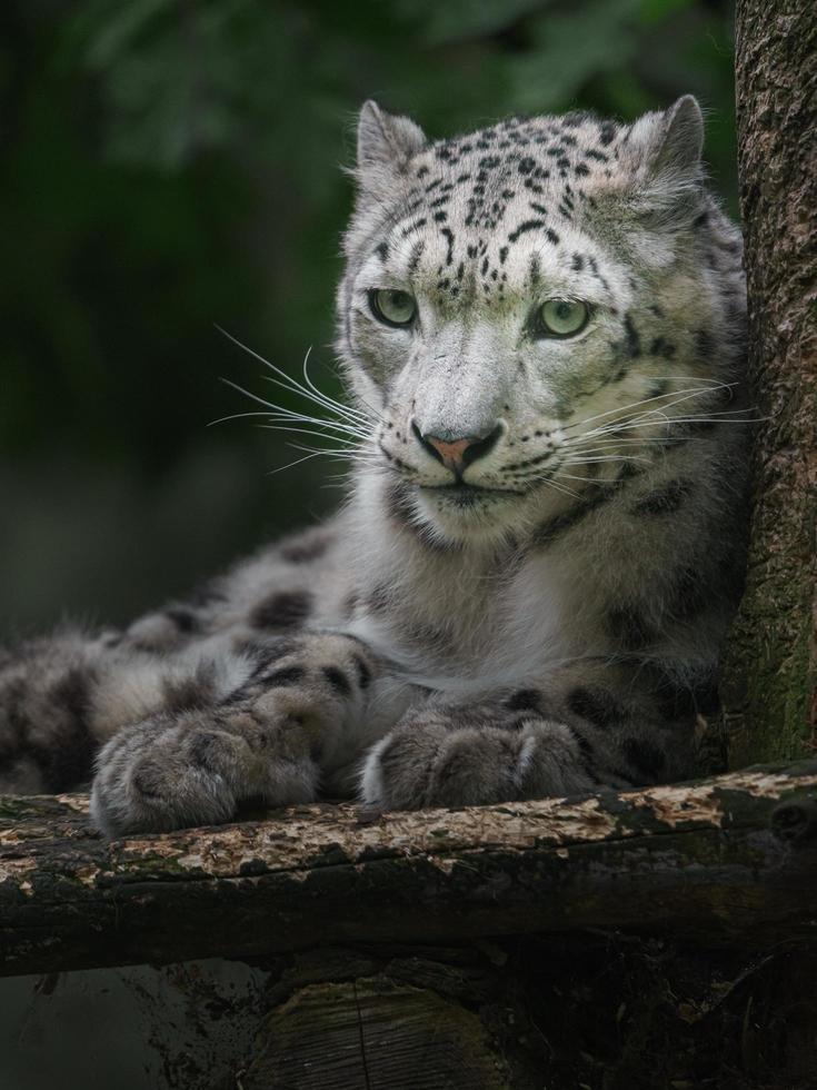 íris leopardo da neve foto