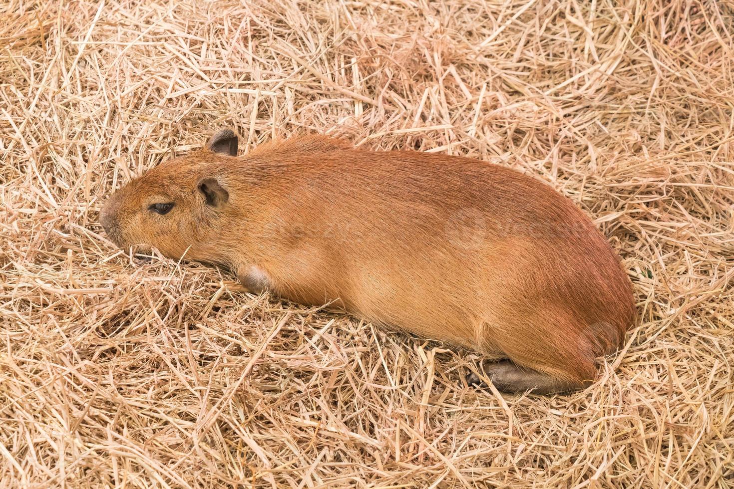 rato gigante ou capivara foto