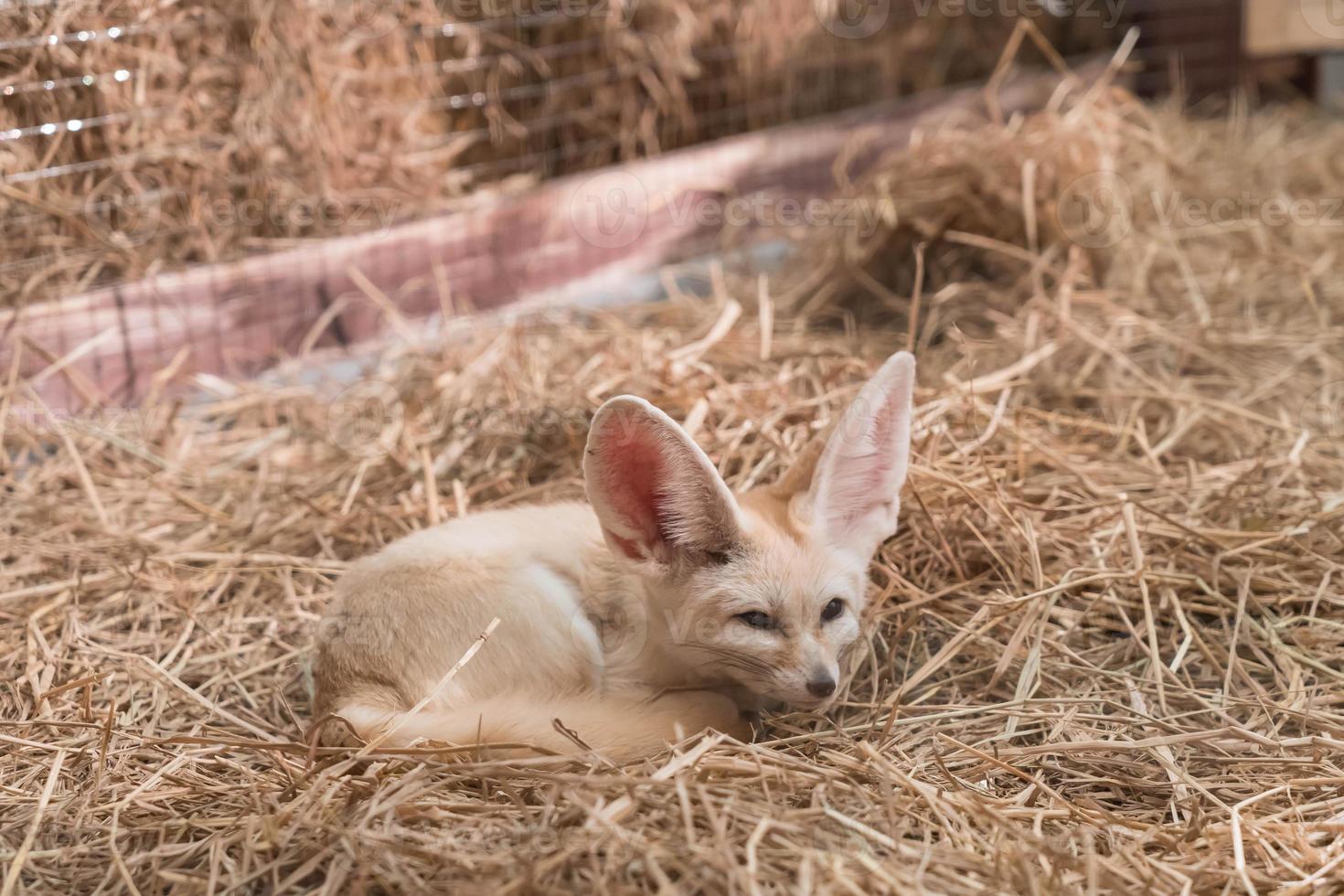 raposa fennec ou raposa do deserto foto