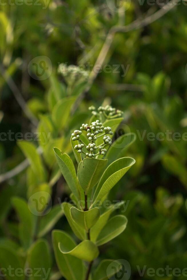 fechar acima do pequeno verde folhas com pequeno branco flores foto