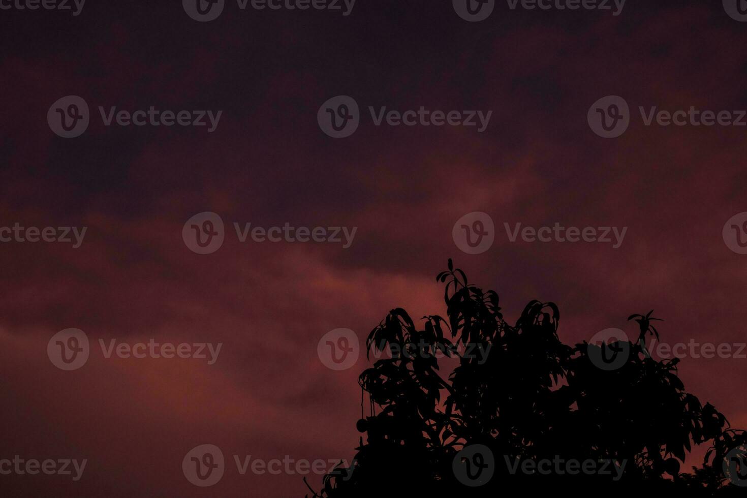silhueta do árvore com Sombrio vermelho céu fundo foto