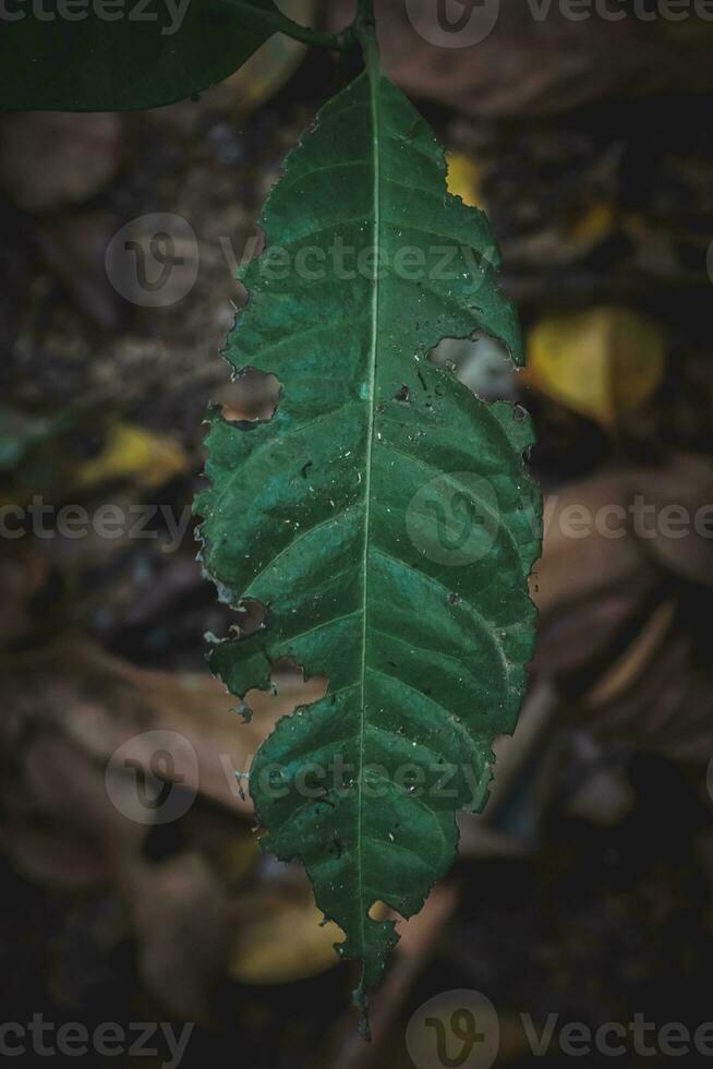 verde folha em a terra dentro a floresta foto