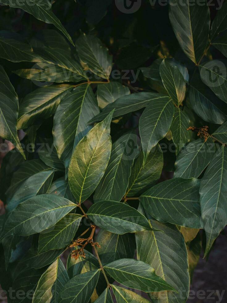 verde folhas dentro a tarde claro. foto