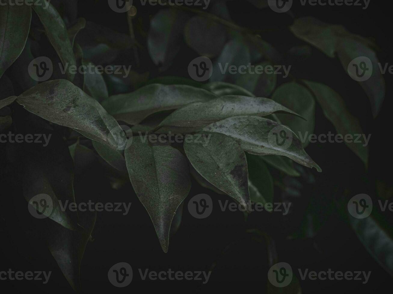 temperamental verde grupo do folhas. foto