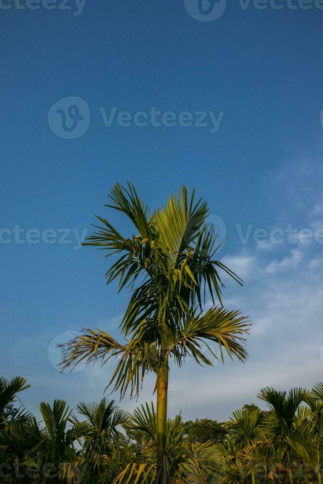 uma majestoso areca Palma dentro a trópicos foto